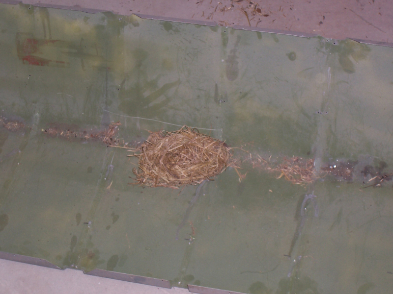 Rats nest