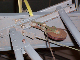 rust 1